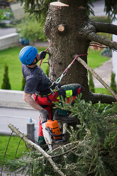 Best Hazardous Tree Removal  in Ashaway, RI